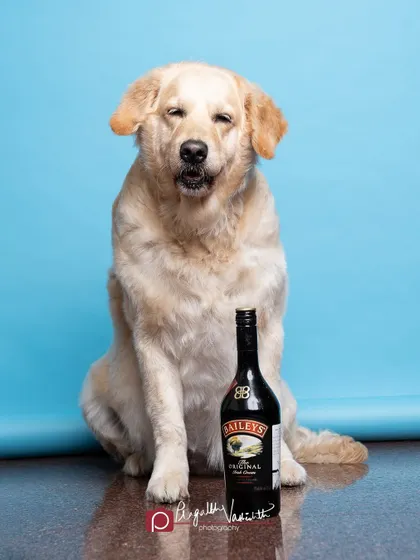 A humorous shot of a Golden Retriever named Bailey posing with his namesake bottle. Themed studio shoots are a fun way to celebrate your pet's unique name or personality.