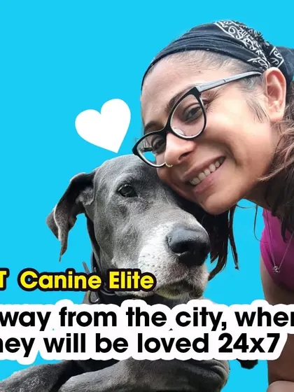 During stressful times like Diwali, bring your pets to Canine Elite. Away from the city, they will be loved and cared for 24x7 in a safe environment.