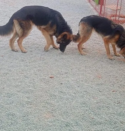 The first step to friendship is a good sniff. Two German Shepherds get acquainted in our gravel play zone, a great sensory area for dogs to explore.