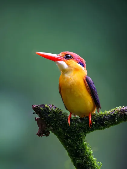 Often called the "Jewel of Konkan," the Oriental Dwarf Kingfisher is a burst of color against the lush green backdrop. This close-up portrait captures the vibrant plumage and delicate features of one of India's most sought-after and elusive birds.