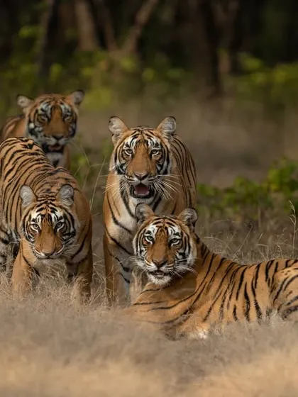 A family portrait of a tigress and her three cubs. Getting a shot with all of them looking towards the camera is a rare and rewarding moment that requires patience and a bit of luck.