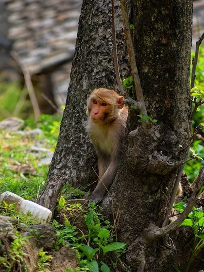 A monkey peeks out from behind a tree trunk, showcasing its shy yet curious nature.