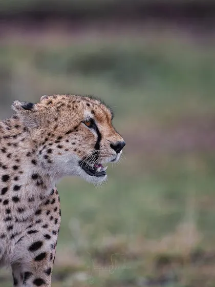 I could spend all day with these incredible animals. There's always something new to learn, some new behavior to witness. This cheetah, alert and focused, is a perfect example of their constant state of readiness.