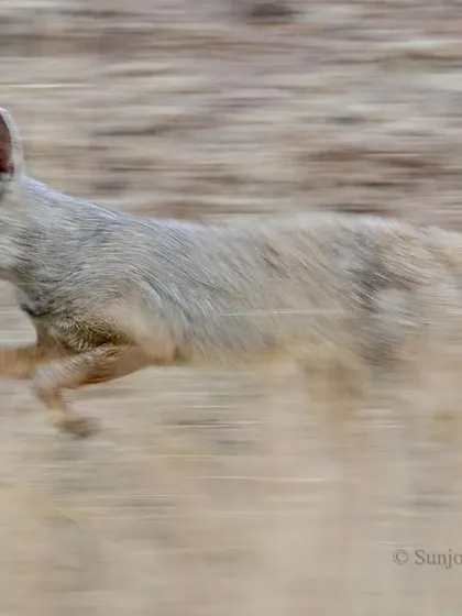 An Indian Fox on the run, captured with a slow shutter to convey a sense of urgent motion. For me, a frame that feels alive, even if blurred, tells a more powerful story of the animal's spirit than a perfectly crisp snapshot.