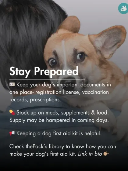 Stay prepared by keeping your dog's important documents, medications, and a first-aid kit in one place. Supply chains can be disrupted in emergencies.