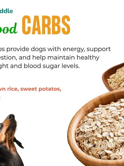 Good carbs are your dog's primary energy source. Here, we feature healthy options like brown rice, sweet potatoes, and oats that support digestion and help maintain stable blood sugar levels.