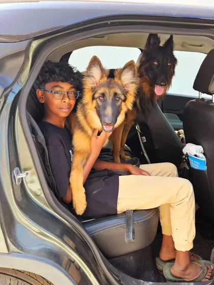 A car full of happiness. Here are two German Shepherds enjoying a safe and comfortable car ride with their human brother. Proper socialization includes getting used to different environments, including vehicles.