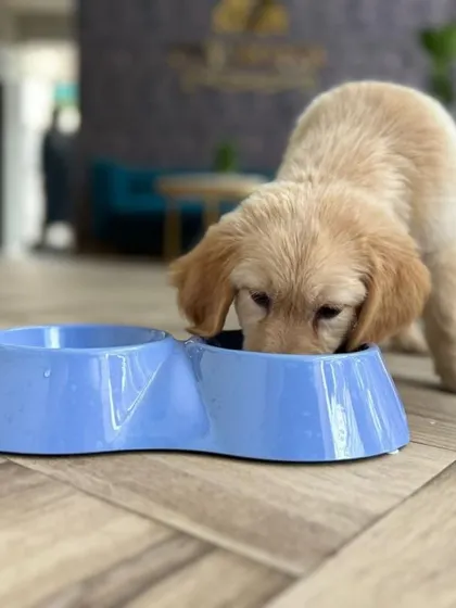 A puppy enjoys a meal at our Doggy Daycare. We provide nutritious meals and constant access to fresh water to ensure every pup stays energized and hydrated throughout their day of play.