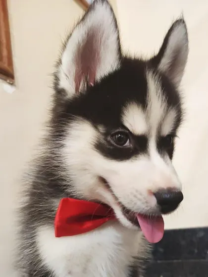 This is Shyam as a dapper young puppy, already showing the smart and curious nature of a Husky. Puppy socialization is a key part of my training program.