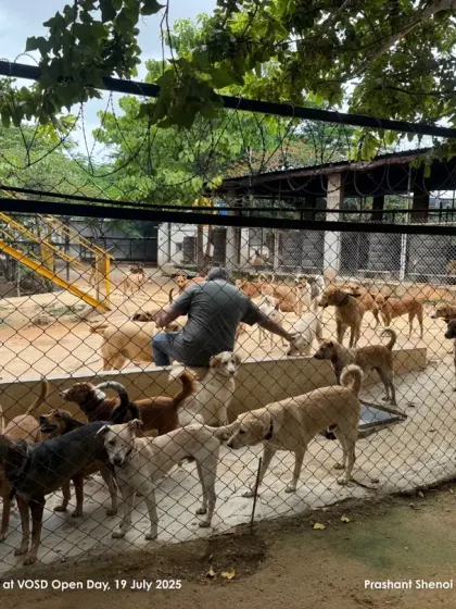 A guest is surrounded by a sea of wagging tails. Our Open Farm Day is an invitation-only event for passionate dog lovers to see our work firsthand.