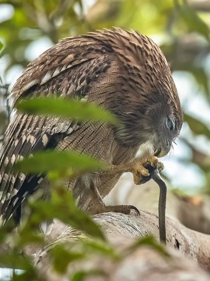 The owl begins to manipulate its prey, showing the dexterity of its talons and beak. This sequence tells the story of the hunt from start to finish.