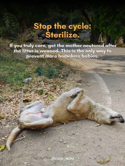 If you truly care, stop the cycle. This image of a mother dog, likely killed on the road, is a tragic reminder of the dangers street animals face. Getting the mother neutered after her litter is weaned is the only way to prevent more homeless babies.