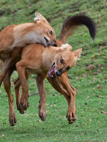 Dholes, or Indian Wild Dogs, are caught in a mid-air tangle. What appears to be aggression is often a form of social bonding, a complex and energetic ritual that strengthens the pack's cohesion. This was captured in Pench in 2010.
