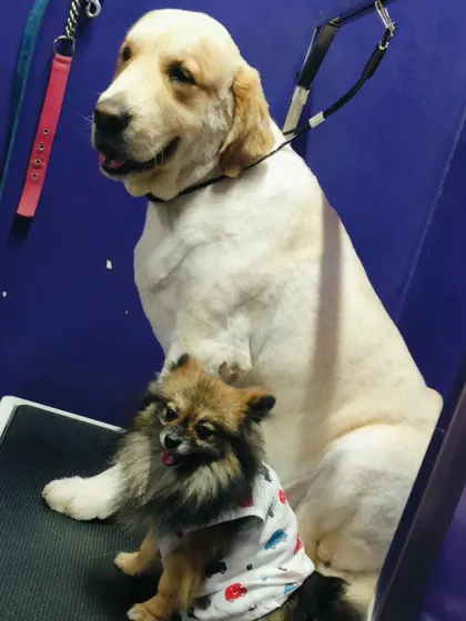 Posing together like old friends. We love seeing pets bond at our salon.