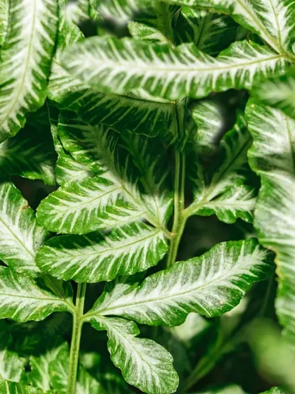 The Cretan Brake Fern has unique, variegated fronds with a green border and a silvery-white center. Unlike many ferns, it tolerates drier soil and is a great choice for adding detailed texture to a collection of houseplants.