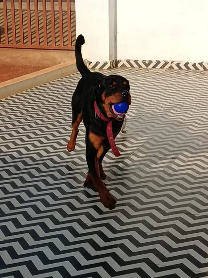A Rottweiler in action, joyfully running with his ball. We provide plenty of space for energetic play.