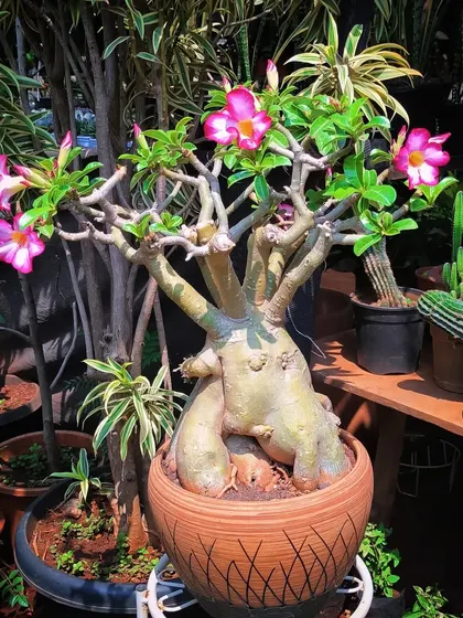 A classic Adenium bonsai, also known as a Desert Rose, with a fantastic thick trunk. These have been sold, but we regularly have new ones in stock.