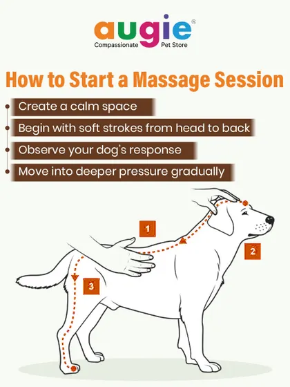 Here's how to start a massage session. Create a calm space, begin with soft strokes from head to back, and observe your dog's response, moving into deeper pressure gradually if they are comfortable.