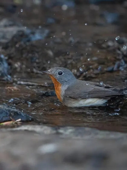 The Red-breasted Flycatcher, mid-bath, with water droplets all around.