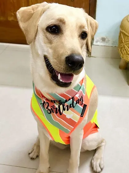 A portrait of Ollie on her first birthday post-adoption. What a happy, beautiful girl.