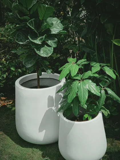 A plant is a piece of living sculpture. Here, a Fiddle Leaf Fig and a Schefflera plant sit in our minimalist white planters, showing how clean design and bold foliage can create a modern, serene corner in any home.