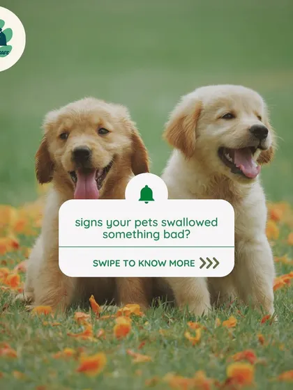It's a pet parent's worst nightmare: what if they swallowed something they shouldn't have? Swipe through to learn the common signs to watch out for.