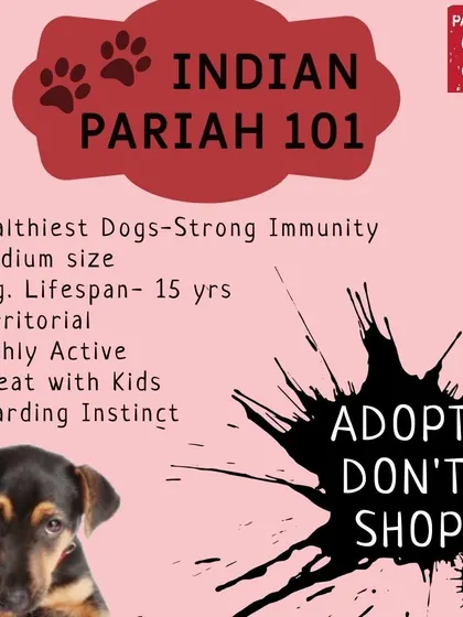 We love our Indies. Indian Pariah dogs are some of the healthiest and most resilient companions you can find. We're proud that so many of our customers are parents to these amazing rescue dogs.