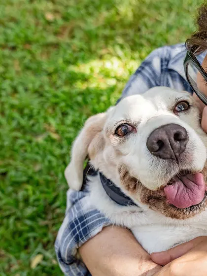 A close-up of Theo the Beagle getting a cuddle. The love and trust in this shot are what make it so special.