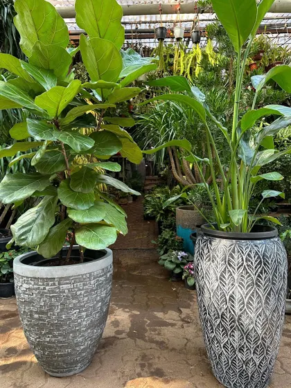 A Ficus Lyrata and a Bird of Paradise look amazing in our large, lightweight planters. These designer pots feature intricate patterns and are easy to move, offering both style and practicality for big plants.