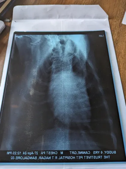 A frontal view of Buddy's chest X-ray. This helped diagnose the extent of his heart issues.
