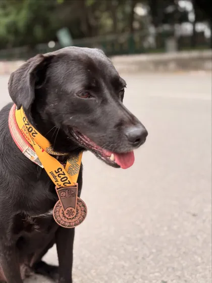 Batman proudly wearing a finisher's medal. He earned it with every kilometer he ran alongside me.