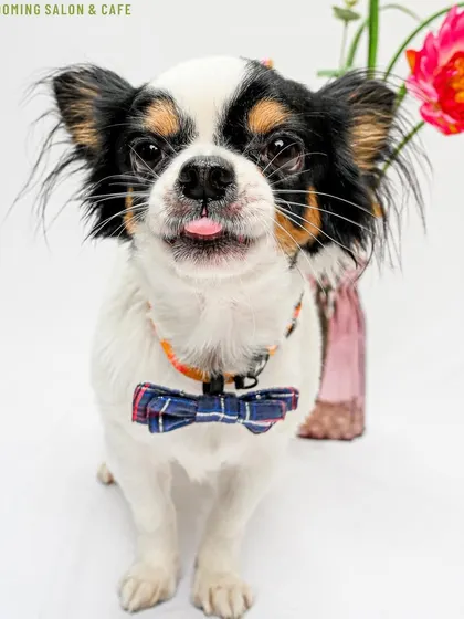 This little chihuahua is ready for his close-up, looking dapper in a bow tie. Every pet who visits us is a superstar.