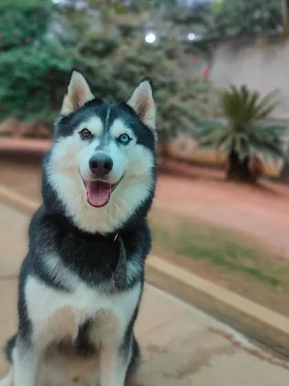 A beautiful portrait of Loki. We take the time to connect with every dog, and it shows in the way they look at us.