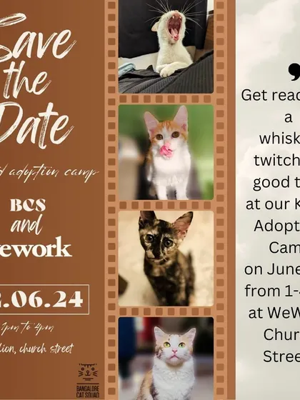 Save the date for a whisker-twitching good time at our Kitten Adoption Camp on June 22nd at WeWork, Church Street. Come meet furballs looking for their forever homes.
