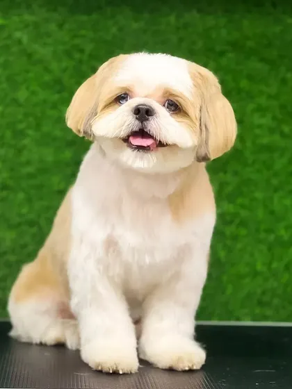 A beautiful example of a well-maintained Shih Tzu cut. The hair around the eyes is clear, the ears are neatly shaped, and the body has a uniform length, resulting in a very polished look.