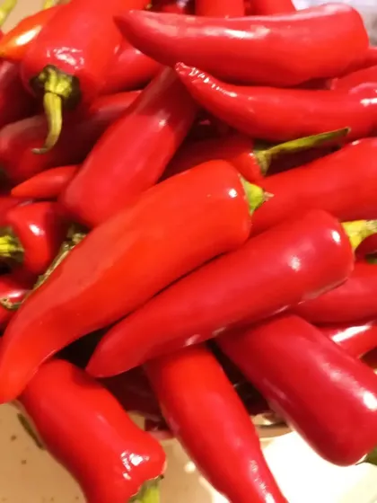 A bowl full of fresh red chillies, ready to be washed, dried, and turned into my signature spicy pickle.