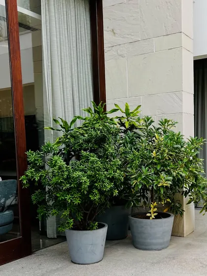 Another view of the potted plants, showing their placement near the large glass doors to connect the interior with the exterior.