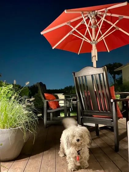 Even pets love a terrace garden where they can play and run. My dog Louie is seen here enjoying the wooden deck of my rooftop garden at night.