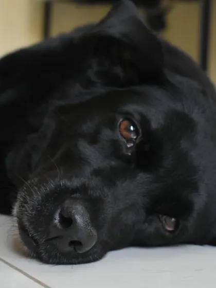 ADOPTED! A quiet moment for Karma in her new home. She is a beautiful soul who proves that it's never too late for a happy ending.
