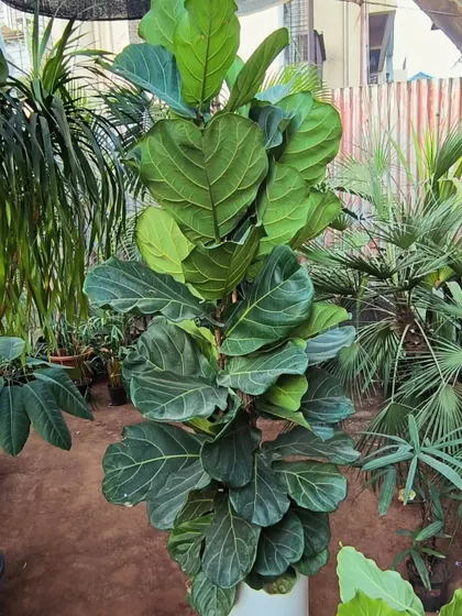 Simply Fiddle. The Fiddle Leaf Fig is an elegant plant with huge, violin-shaped leaves that makes a sophisticated statement in any home.