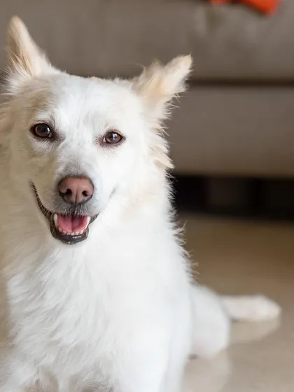 A smiling, relaxed portrait of Snowy. She's a true beauty.