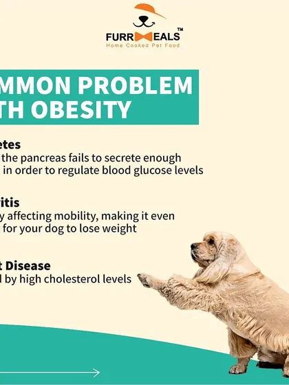 This collection of infographics and product shots provides a comprehensive guide to understanding, preventing, and managing dog obesity with my specialized diet plans and responsible treating tips.