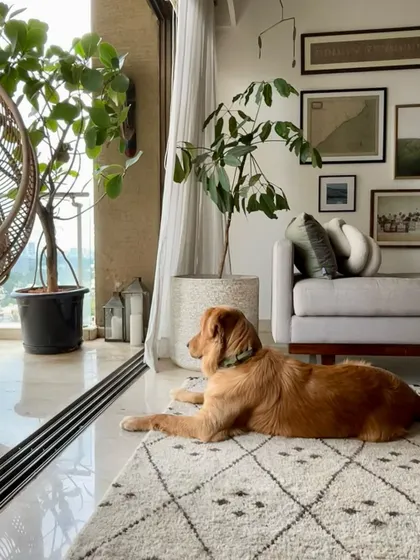 Another shot of my dog, Leo, enjoying his favorite spot. Designing pet-friendly homes that are also beautiful is a challenge we love.