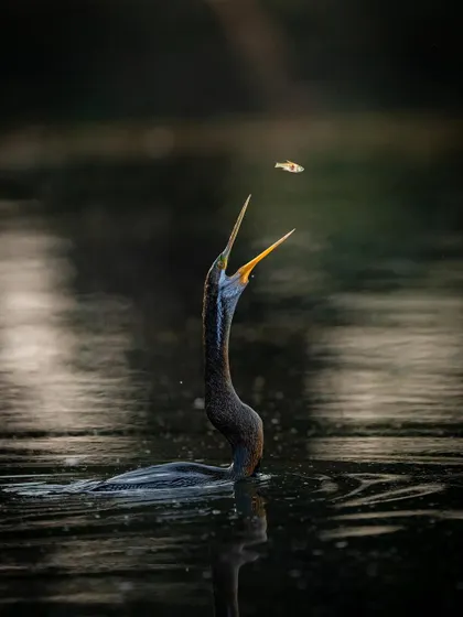 A darter bird successfully flips a fish into the air to swallow it. This is the second part of the action sequence, showing the successful conclusion of the hunt.