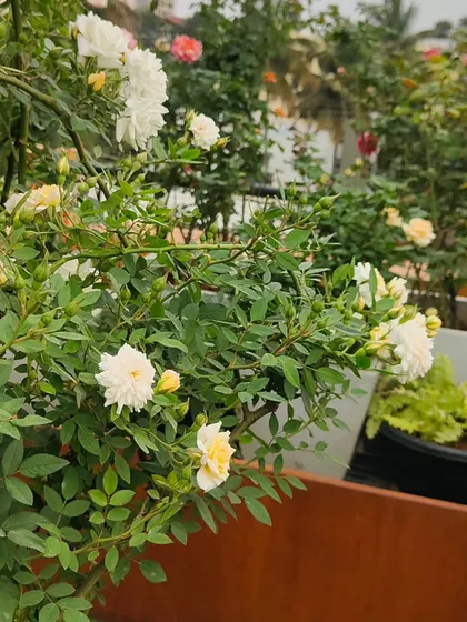 A view through the rose bushes on a terrace, showing the depth created by arranging multiple large planters.