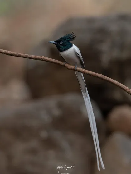 The male Asian Paradise Flycatcher in all its glory. The long, elegant white tail streamers make it a truly heavenly sight, and I was thrilled to capture this one perched so perfectly.