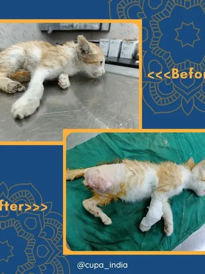 A before and after look at a small kitten who came to us with a severe leg injury and has since undergone surgery.