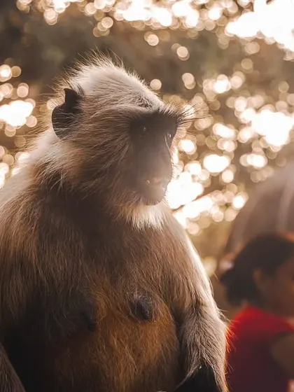 A portrait of a Hanuman langur with people in the background, highlighting the complex and often problematic interactions at religious or tourist sites.