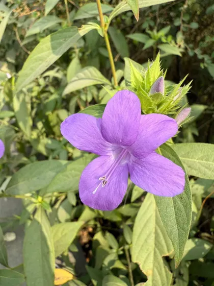 The vivid Purple Barleria, a gentler cousin with soft leaves that adapts to both sun and shade, valued for its ornamental and medicinal uses.
