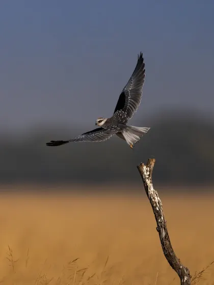 A Black-shouldered Kite hovers with precision before descending. This shot captures the moment just before it lands or takes off again, showcasing its incredible aerial control.